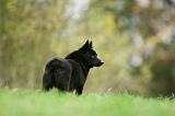 SCHIPPERKE 837